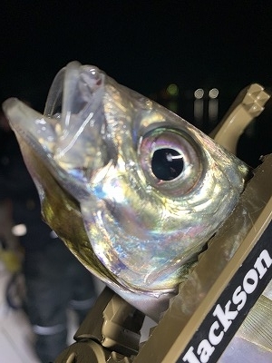 フィシングボートAir(エアー) 釣果