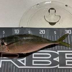 フィシングボートAir(エアー) 釣果