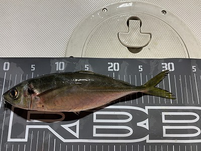 フィシングボートAir(エアー) 釣果