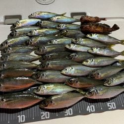 フィシングボートAir(エアー) 釣果