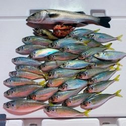 フィシングボートAir(エアー) 釣果