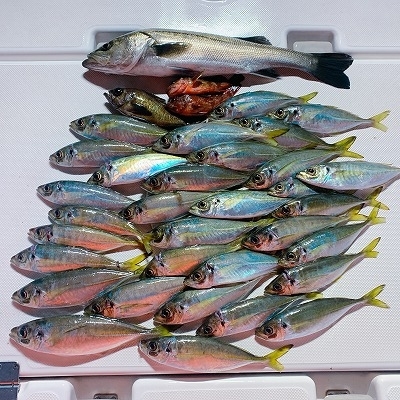 フィシングボートAir(エアー) 釣果