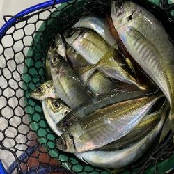 フィシングボートAir(エアー) 釣果