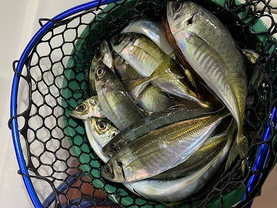 フィシングボートAir(エアー) 釣果