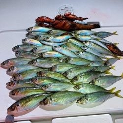 フィシングボートAir(エアー) 釣果