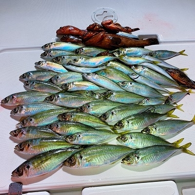 フィシングボートAir(エアー) 釣果