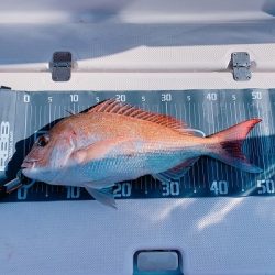 フィシングボートAir(エアー) 釣果