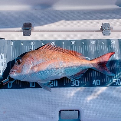 フィシングボートAir(エアー) 釣果