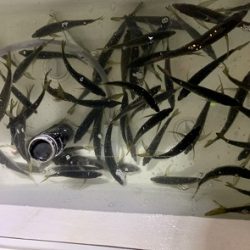 フィシングボートAir(エアー) 釣果