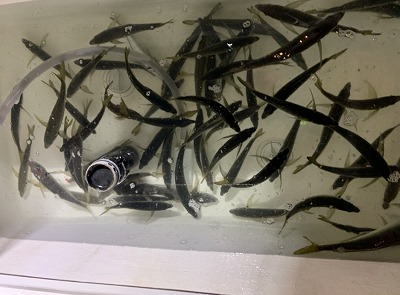 フィシングボートAir(エアー) 釣果