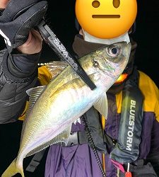 フィシングボートAir(エアー) 釣果