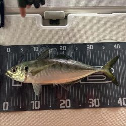 フィシングボートAir(エアー) 釣果