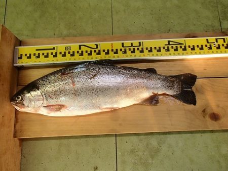 志高湖フィッシング 釣果