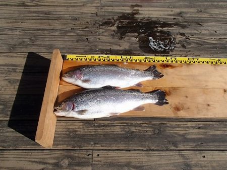 志高湖フィッシング 釣果