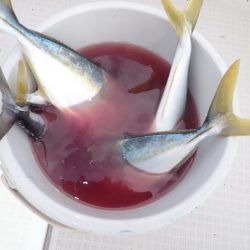 Aquanaut（アクアノート） 釣果