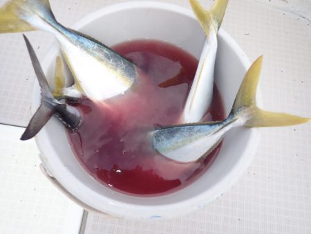 Aquanaut（アクアノート） 釣果