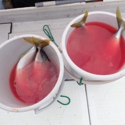 Aquanaut（アクアノート） 釣果