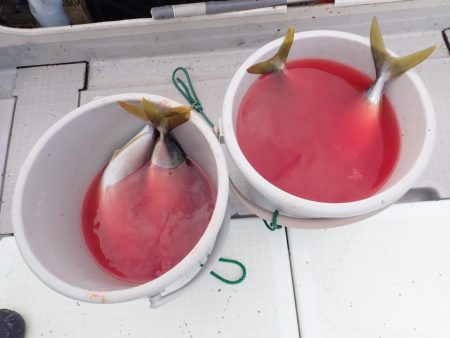 Aquanaut（アクアノート） 釣果