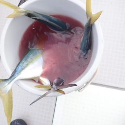 Aquanaut（アクアノート） 釣果