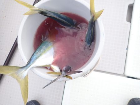 Aquanaut（アクアノート） 釣果