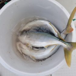 Aquanaut（アクアノート） 釣果