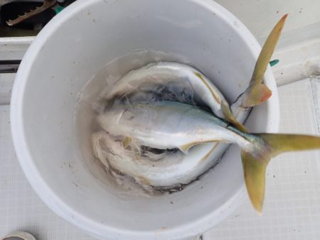 Aquanaut（アクアノート） 釣果