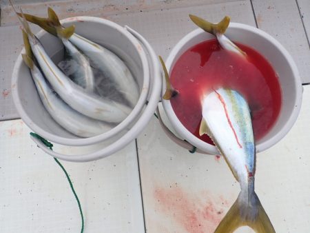 Aquanaut（アクアノート） 釣果