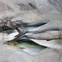 Aquanaut（アクアノート） 釣果