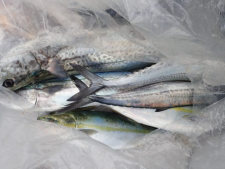 Aquanaut（アクアノート） 釣果