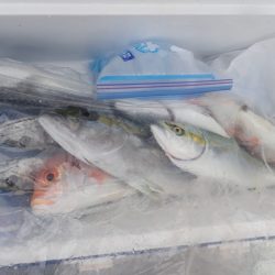 Aquanaut（アクアノート） 釣果