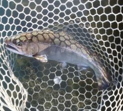 朝霞ガーデン 釣果