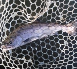 朝霞ガーデン 釣果