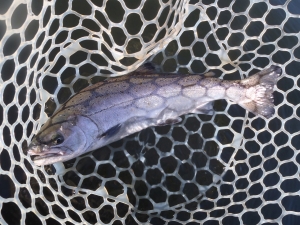 朝霞ガーデン 釣果