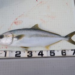 Aquanaut（アクアノート） 釣果