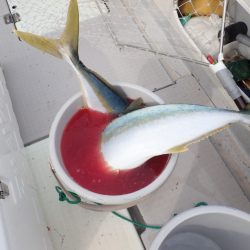 Aquanaut（アクアノート） 釣果