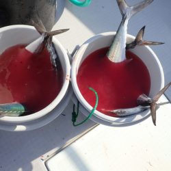 Aquanaut（アクアノート） 釣果