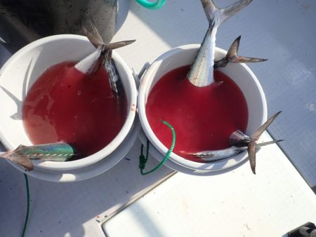 Aquanaut（アクアノート） 釣果