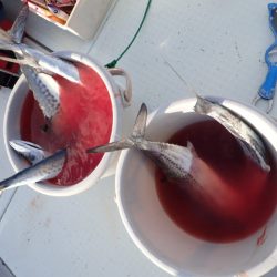 Aquanaut（アクアノート） 釣果