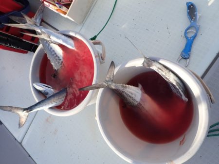 Aquanaut（アクアノート） 釣果