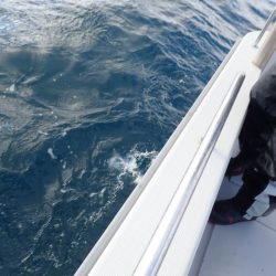 Aquanaut（アクアノート） 釣果