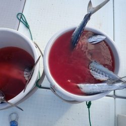 Aquanaut（アクアノート） 釣果