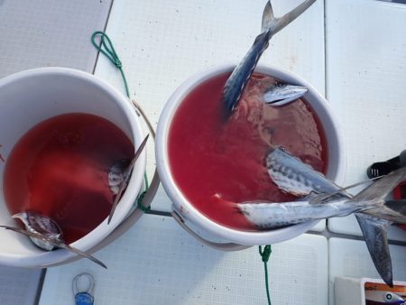 Aquanaut（アクアノート） 釣果