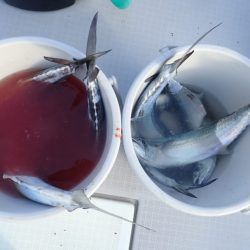 Aquanaut（アクアノート） 釣果