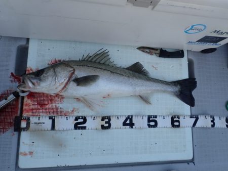 Aquanaut(アクアノート) 釣果