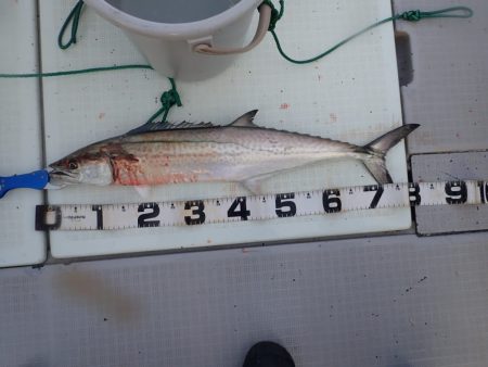 Aquanaut(アクアノート) 釣果