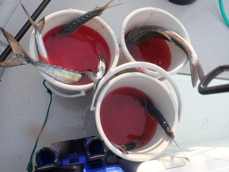 Aquanaut(アクアノート) 釣果