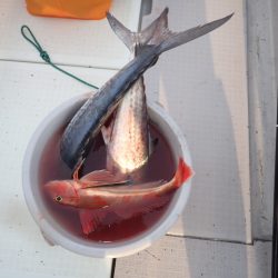 Aquanaut(アクアノート) 釣果