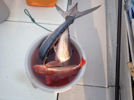 Aquanaut(アクアノート) 釣果