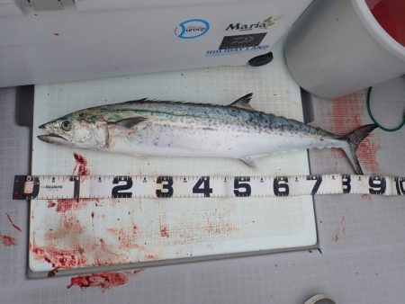 Aquanaut(アクアノート) 釣果