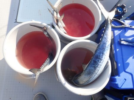 Aquanaut(アクアノート) 釣果